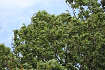 Tree leaves in a storm 