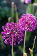 allium pink