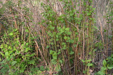rdestowiec japoński, stanowisko młodych roślin, Reynoutria japonica