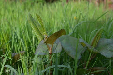 Rdestowiec japoński, ostrokończysty, młode pędy, Reynoutria japonica © Ewa