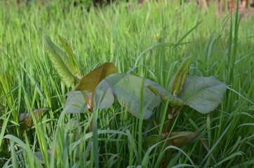 Rdestowiec japoński, ostrokończysty, młode pędy, Reynoutria japonica © Ewa