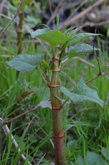 Rdestowiec japoński, ostrokończysty, młode pędy, Reynoutria japonica © Ewa