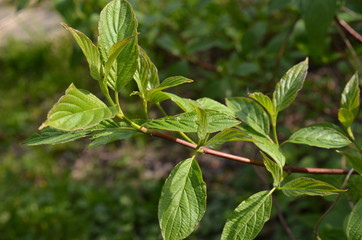 Dereń biały, liście wiosną, Cornus alba  © Ewa