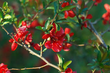Gooseberry bush with red flowers