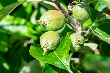 Unripe apples on the apple tree branch close up.  Ripening apples in the orchard.