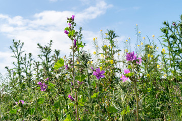 Obraz premium Wildflowers in the grass close-up on a background of blue sky. Wild mallow among meadow grass in a summer landscape with free space for text.