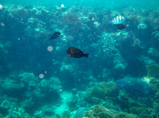 sea fish near coral, underwater