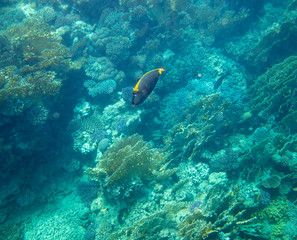 sea fish near coral, underwater