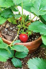 Close up view of ripe strawberries in terra cotta plantern on a patio.