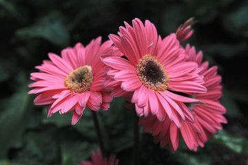 A Group of Pink Gerber Daisy Flowers