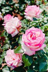 バラの花