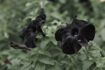 Black Petunia Flowers