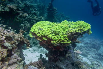 Coral con forma de árbol en el Mar Rojo