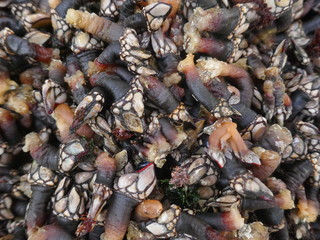 Fresh goose barnacles, percebes (pedunculata) for sale at a fish market in Portugal