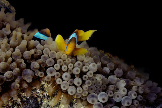 Peces payasos en an&eacute;monas de noche