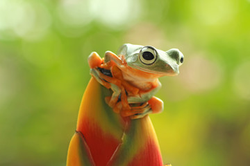Beautiful tree frogs with colorful flower buds, Flying javanese frog, rhacophorus reinwardtii 