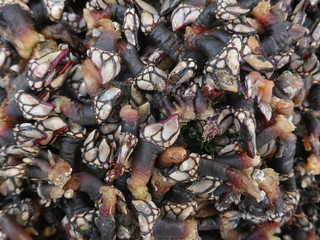 Many fresh goose barnacles, percebes, (pedunculata) for sale at a fish market in Portugal 