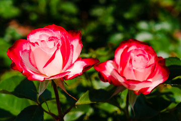 バラの花