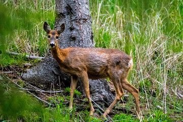 deer in the forest