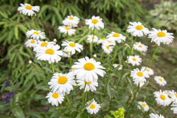 Fototapeta premium Field white daisies on a background of green grass. Nature flora.
