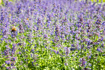 Obraz premium Glade of lavender lilac flowers on a clear Sunny day. Design backgrounds texture.