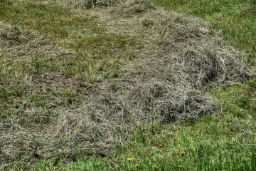Heu, Wiese, Gras, gemäht, Futter, Futterwiese, Landwirtschaft, trocknen, Ernte, Erntezeit,...