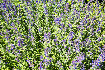 Obraz premium Glade of lavender lilac flowers on a clear Sunny day. Design backgrounds texture.