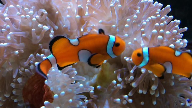 A pair of clown fish swimming among corals. 