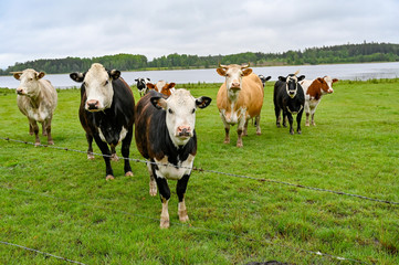 Fototapeta na wymiar cows standing in a green field with a lake behind