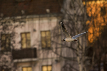 bird
