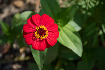Common Zinnia at my house in Thailand