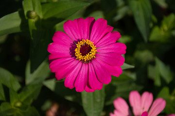 Obraz premium Common Zinnia at my house in Thailand