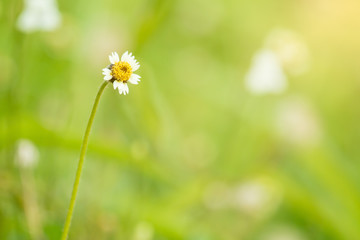 flower grass green nature background