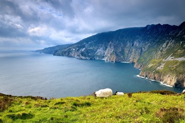 Fototapeta premium Sheep and lamb on the highest cliffs of Ireland