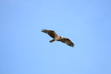 Fototapeta premium osprey flying looking for prey