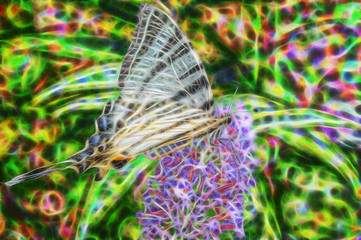 fractal picture of big beautiful butterfly