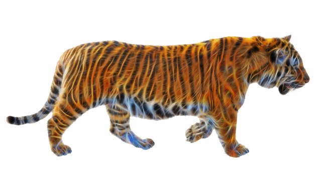 fractal picture of Amur tiger