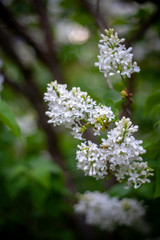 white flowers of a tree in spring