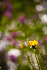 dandelion closeup bokeh background