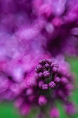 purple flowers in the garden