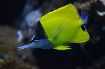Tropical fish in aquarium, Berlin