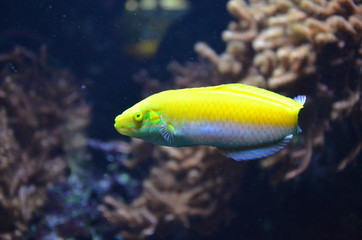 Tropical fish in aquarium, Berlin