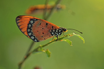 Fototapeta na wymiar butterfly on a branch