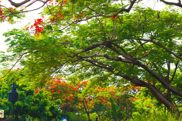 Beautiful flowers and tree forest landscaped in the public garden in the summer 