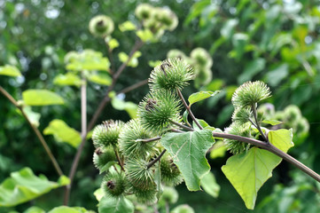 close-up of medical burdock (Arctium láppa) in the vegetable garden