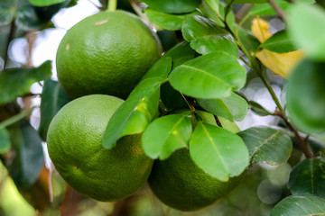 Lemon or organic Lime Tree in Thailand, with three limes on branch