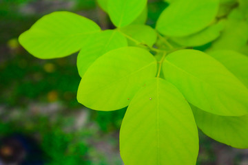 Beautiful fresh light green and yellow leave on nature color pattern background and wallpaper