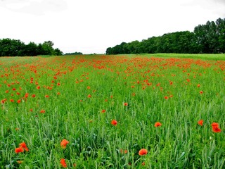infinite field of red poppies, very beautiful view