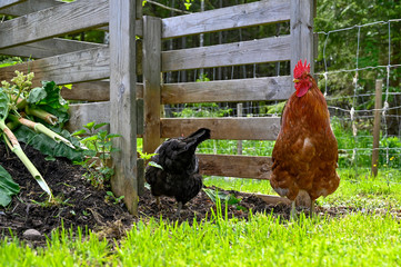 Rooster and hen eating in garden compost