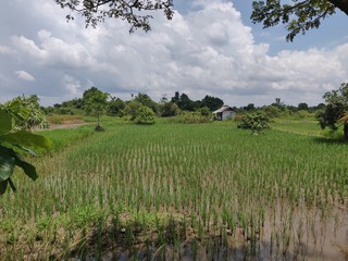 Rice field in countryside, Indonesia.